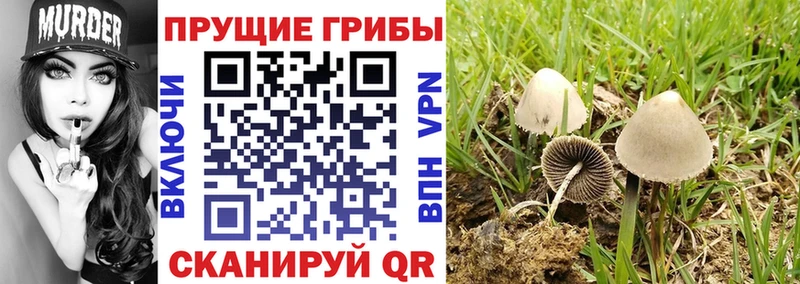 Галлюциногенные грибы Psilocybine cubensis  Валуйки 